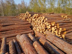 Штабель круглого леса на производстве